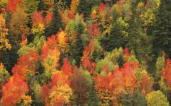 bosque otoño