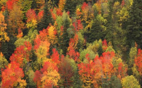 bosque otoño