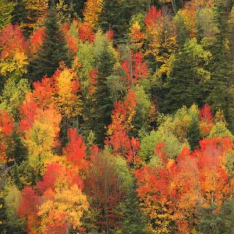 bosque otoño