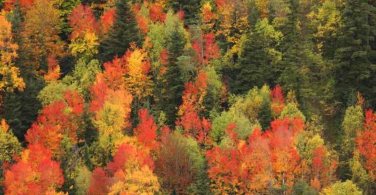 bosque otoño