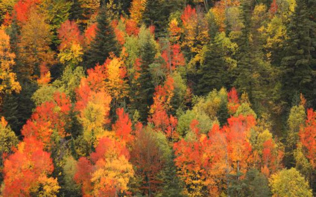 bosque otoño