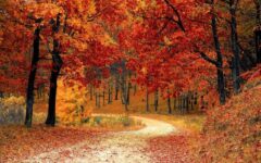 camino bosque de otoño