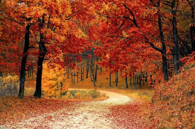 camino bosque de otoño